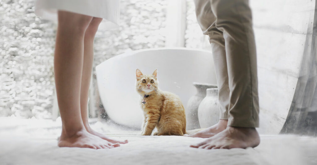 An orange cat sits between the feet of a couple standing silently opposite each other - symbolic image for a separation at home | Divorce Real Estate
